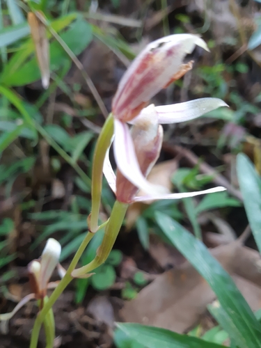 Cymbidium macrorhizon iNat (3)