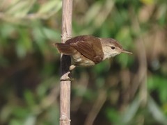Acrocephalus scirpaceus baeticatus