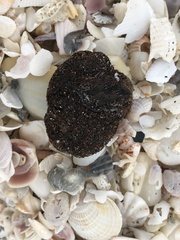 Molgula occidentalis