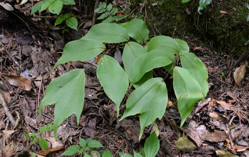Cyrtomium macrophyllum iNat (1)