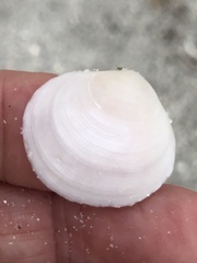 Semele proficua