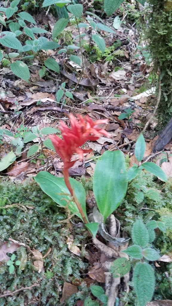 Stenorrhynchos glicensteinii from Gracias, Honduras on December 11