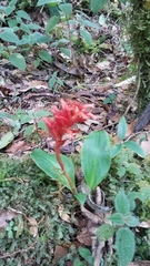 Stenorrhynchos glicensteinii