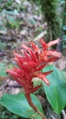 Stenorrhynchos glicensteinii