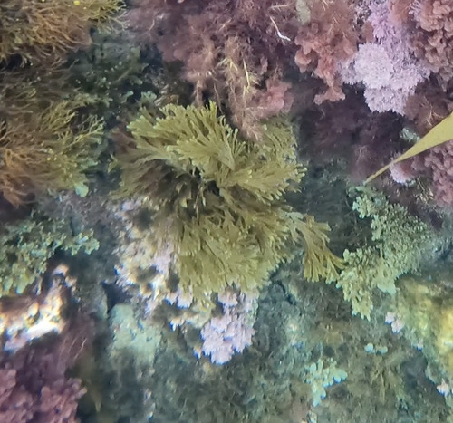Dictyota binghamiae observed 2025-09-21