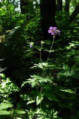 Geranium oreganum