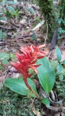 Stenorrhynchos glicensteinii