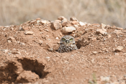 View observation of {o.common_name} on iNaturalist