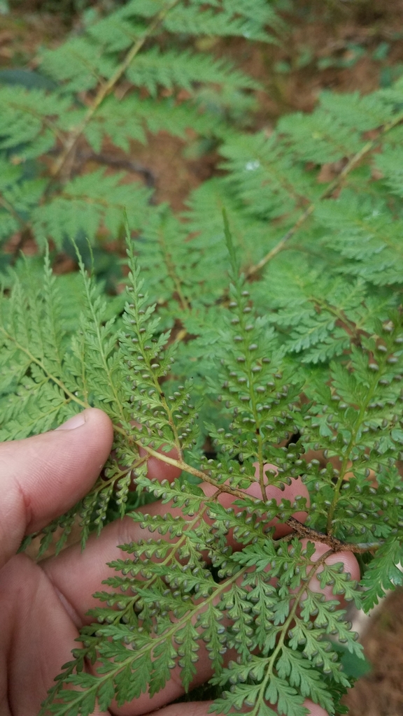 Culcita coniifolia