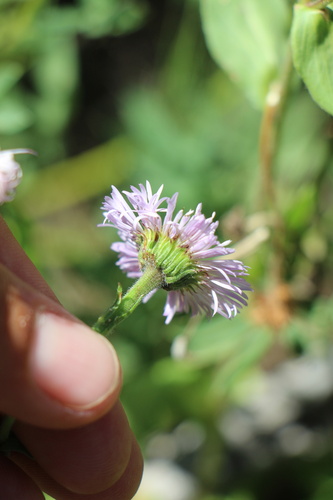 Uinta Fleabane (Erigeron uintahensis)
