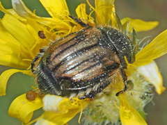 Blitopertha lineolata