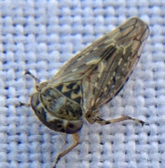 Idiocerus herrichii