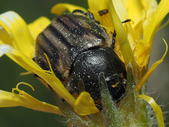 Blitopertha lineolata