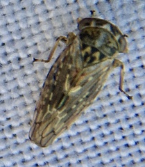 Idiocerus herrichii