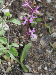 Orchis × sezikiana