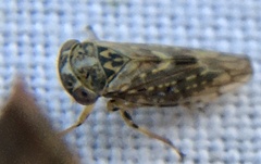 Idiocerus herrichii
