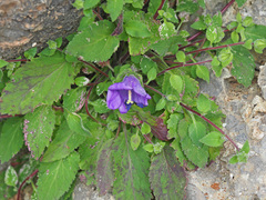 Campanula pelviformis