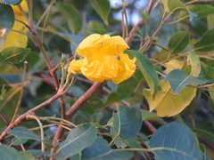 Handroanthus serratifolius