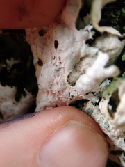 Pseudocyphellaria chloroleuca