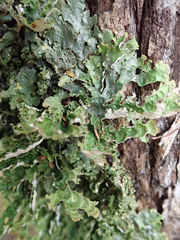 Pseudocyphellaria chloroleuca
