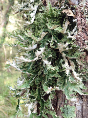 Pseudocyphellaria chloroleuca