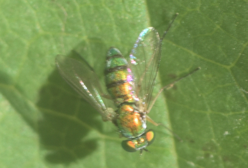 Unknown species found near Olbrich Botanical Gardens, Madison, WI, USA