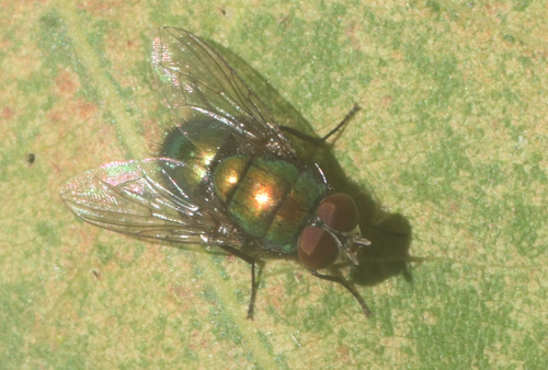 Unknown species found near Olbrich Botanical Gardens, Madison, WI, USA