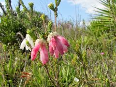 Erica pectinifolia