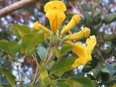Handroanthus serratifolius