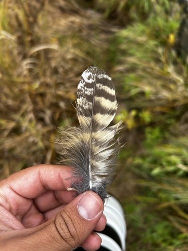 View observation of {o.common_name} on iNaturalist