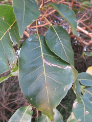 Handroanthus serratifolius