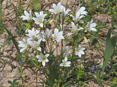 Gagea graeca