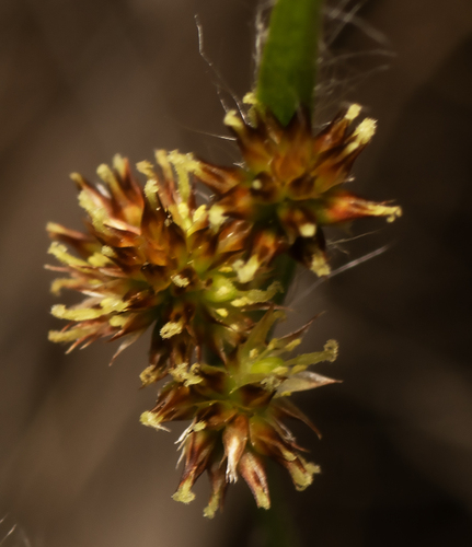 Luzula meridionalis, photograph 2