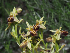 Ophrys sphegodes cretensis