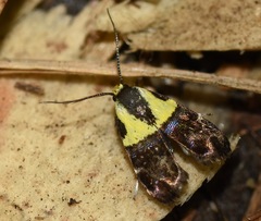 Rectiostoma xanthobasis