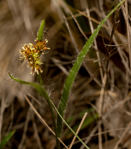 Luzula meridionalis