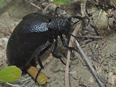 Meloe tuccius