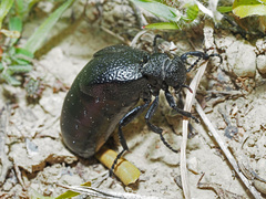 Meloe tuccius