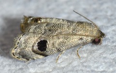 Abablemma brimleyana