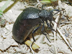 Meloe tuccius