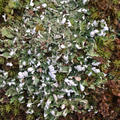 Cladonia apodocarpa