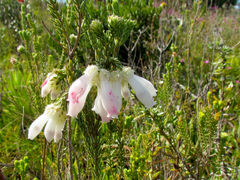 Erica pectinifolia