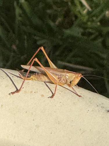 Common Meadow Katydid photo 5