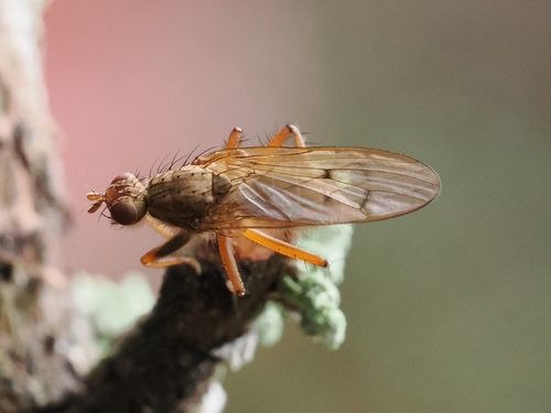 Unknown species found near Coupeville, WA 98239, USA