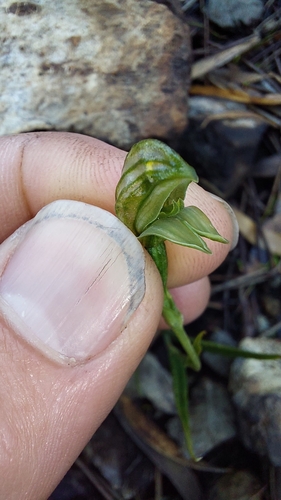 narrow-lip leafy greenhood (Pterostylis stenochila)