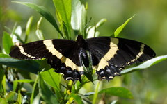 Papilio garamas