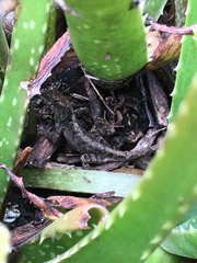 Anolis sagrei sagrei