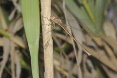 Lestes alacer
