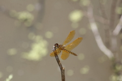 Perithemis intensa