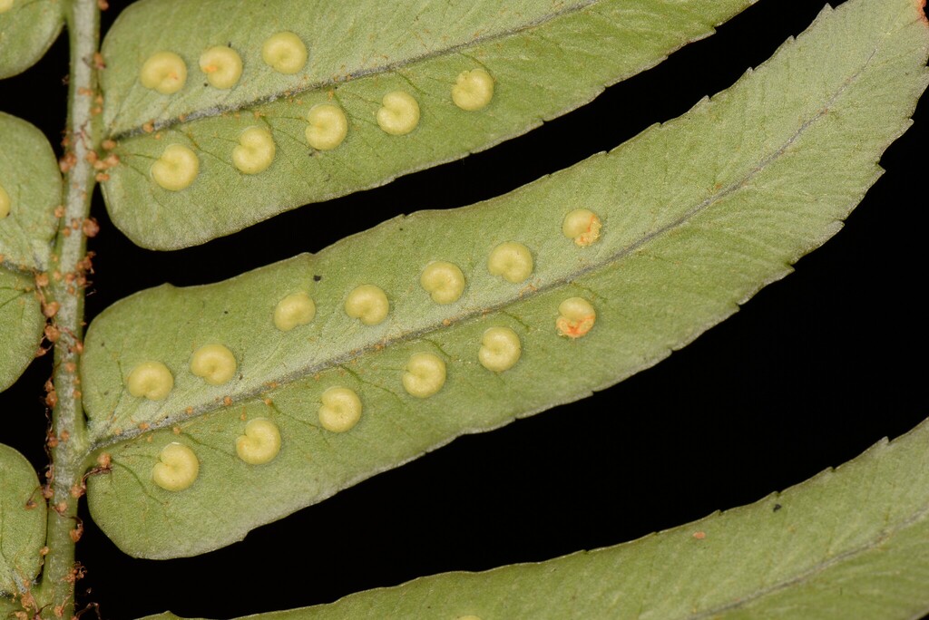 Dryopteris decipiens